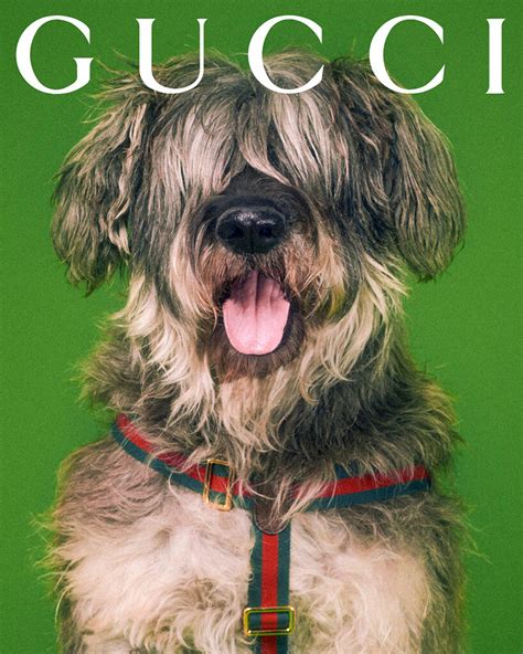 perros gucci|gucci pets.